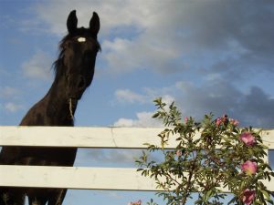 Black Beauty?